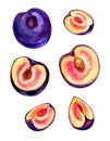 Purple plum, whole and sliced fruits, fruit set, watercolo