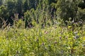 Purple Plumeless thistles and wooly burdock flowers are in the garden in summer on a blurred green background
