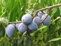 Purple plums hanging on the tree . Tuscany, Italy Royalty Free Stock Photo