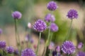 Purple Pom Pom Chive Flowers Royalty Free Stock Photo