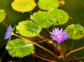 Purple Pond Lily in Nevis 2 Royalty Free Stock Photo