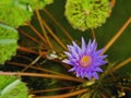 Purple Pond Lily in Nevis Royalty Free Stock Photo