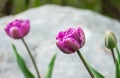 Purple tulips in the garden on rock background with selective focus Royalty Free Stock Photo