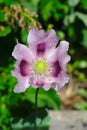 Purple poppy flower blooming