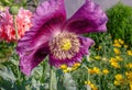 Purple poppy flower. Blooming Papaver on the background of a summer garden.