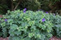 Purple Poppy Flower bush.