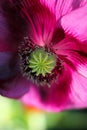Purple poppy flower close up Royalty Free Stock Photo