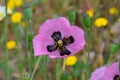 A purple poppy flower with dandelions Royalty Free Stock Photo