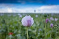 Purple poppy flower field Royalty Free Stock Photo