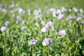 Purple poppy flower field Royalty Free Stock Photo