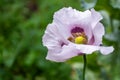 Purple poppy flower in the field Royalty Free Stock Photo