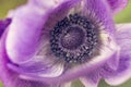 Purple poppy flower, macro shot with details Royalty Free Stock Photo