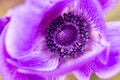 Purple poppy flower, macro shot with details Royalty Free Stock Photo