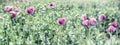 Purple poppy flower, meadow of poppy flowers