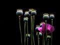 Purple poppy flower with seedheads backlit. Narrow depth of field.