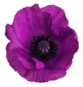 Purple poppy flower on a white isolated background with clipping path. Closeup. no shadows. For design. Royalty Free Stock Photo