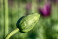 Purple poppy flowers with green buds and pods Royalty Free Stock Photo