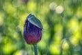 Purple poppy flowers with green buds and pods Royalty Free Stock Photo