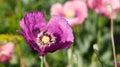 Purple poppy head with bee. Royalty Free Stock Photo