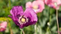 Purple poppy head with bee.