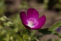 Purple Poppy-mallow Callirhoe Involucrata