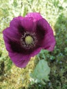 Purple poppy Mohnblume