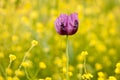 Purple poppy in a field