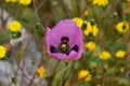 A purple poppy flower with yellow dandelions Royalty Free Stock Photo