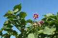 Purple potato flower Royalty Free Stock Photo