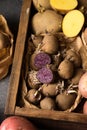 Purple potatoes with sprouts for planting in the ground