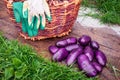 Purple potatoes, wicker basket, work protective gloves on wooden background Royalty Free Stock Photo
