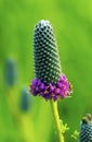 Purple Prairie Clover 22523