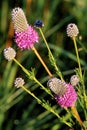 Purple Prairie Clover 40028