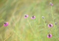 Purple prairie clover (Dalea purpurea)