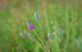 Purple prairie clover Dalea purpurea