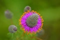 Purple prairie clover Dalea purpurea