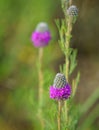 Purple prairie clover Dalea purpurea