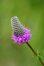 Purple prairie clover - Dalea purpurea