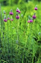 Purple Prairie Clover 22392