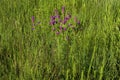 Purple Prairie Clover 809153