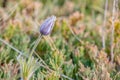 Purple prairie crocus just about to open among grasses in Saskatchewan, Canada