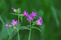 Purple prairie phlox with a green background in soft focus. Prairie phlox wildflower also known as fluffy phlox and fragrant Royalty Free Stock Photo