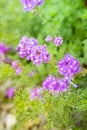 Purple Prairie Verbena flowers - Glandularia Bipinnatifida - Lan