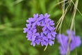 Purple Prairie Verbena flowers - Glandularia Bipinnatifida