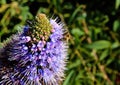 Purple prairy clover flower bee Royalty Free Stock Photo