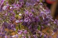 Purple pretty faded phlox flowers