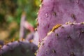 Purple Prickle Pear Cactus Royalty Free Stock Photo