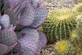 Purple prickly pear and barrel cacti in southwestern desert garden