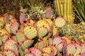 Purple Prickly Pear Cactus Desert Arizona