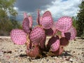 Purple Prickly Pear in Storm Royalty Free Stock Photo